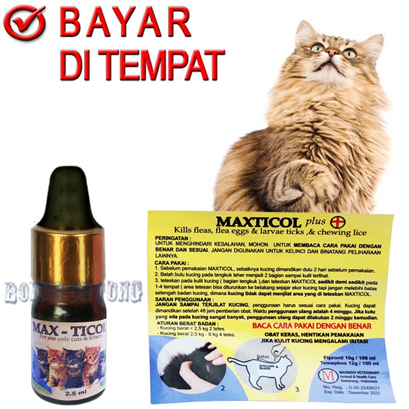 Does Lysol Kill Dog Lice