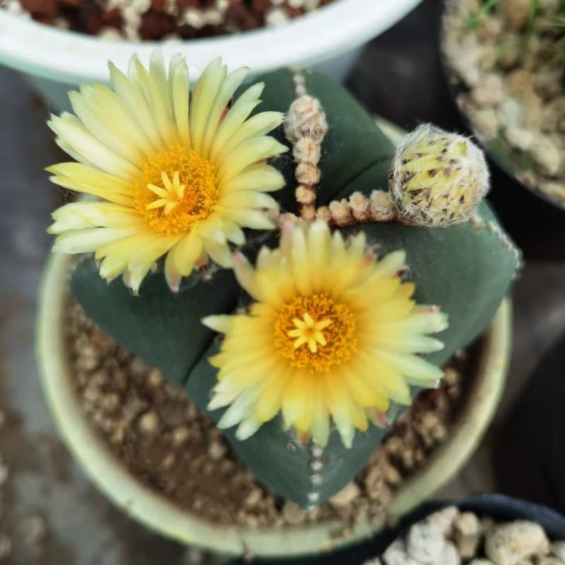 Astrophytum Myriostigma Jumbo Size (Rare and Collectible Cactus ...