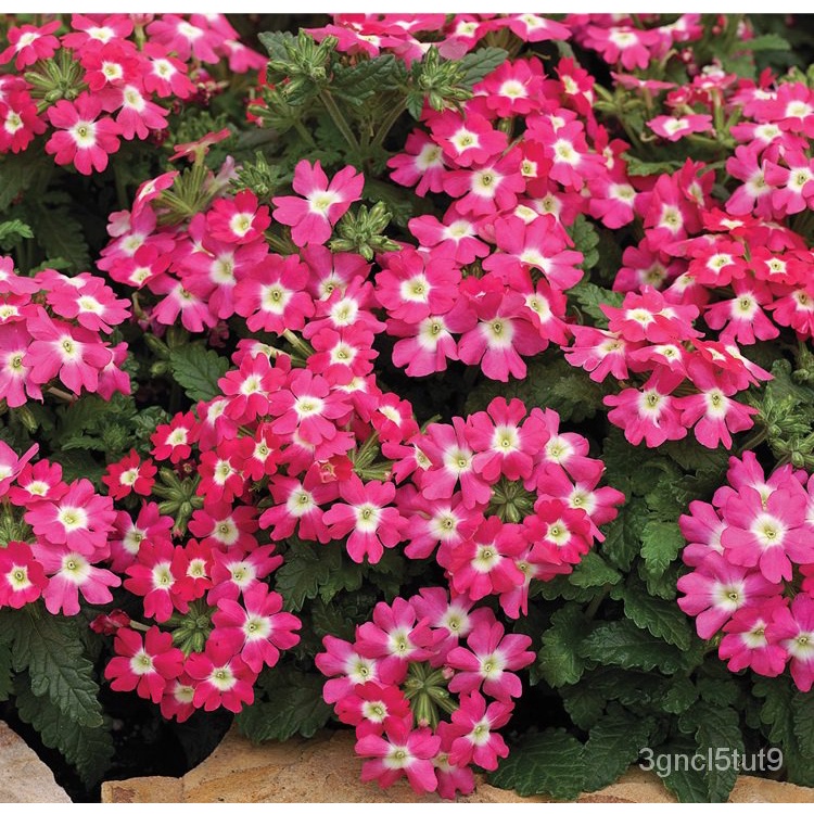 [Fast Delivery] High Quality Verbena Seeds for Sale Bonsai Potted Plant Seeds Gardening Seeds Easy t
