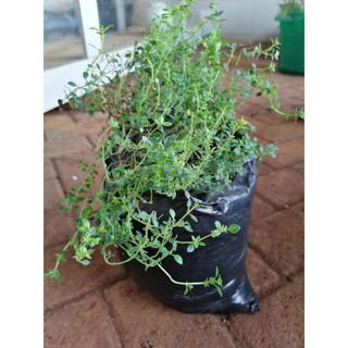 [PLANTFILLED] Thyme Herb Plant Vegetable  Seeds - 15 Seeds #3