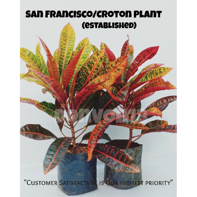San Francisco Croton Plant with roots/seedling bag Shopee Philippines