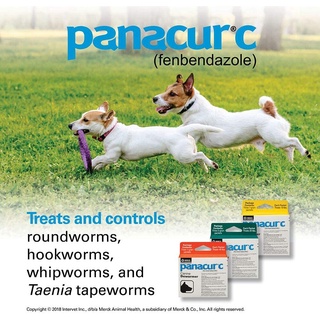 (ON HAND) Panacur C Canine Dewormer (Fenbendazole) Yellow 1 Pack (3 Sachet) #5