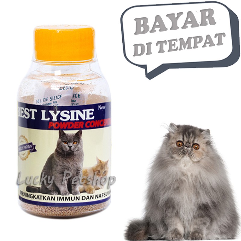 Best LYSINE Cat Fat VITAMIN Additional Weight Body Eat Shopee Philippines