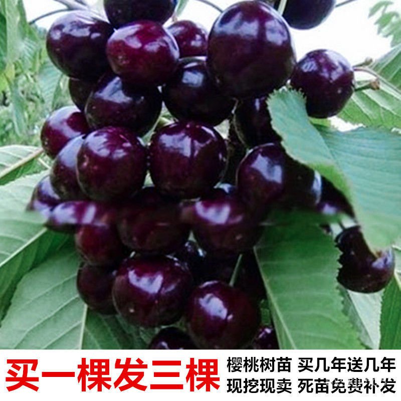 xbwK Cherry Cherry Sapling Grafting Black Pearl Cherry Seedlings Field Cultivation Potted Plant