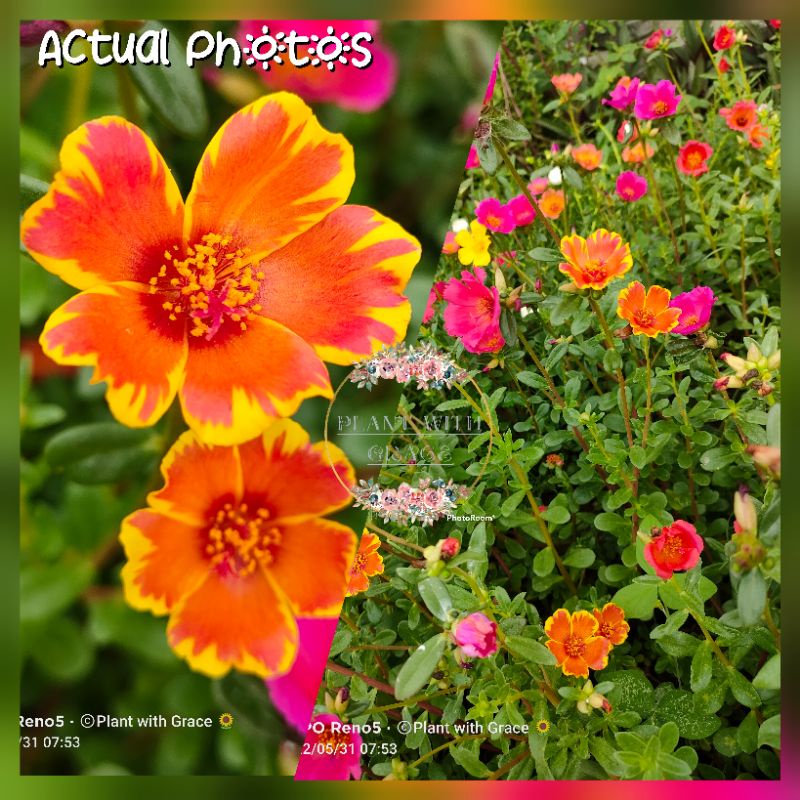 Hybrid Purslane Portulaca (10cuts) Shopee Philippines