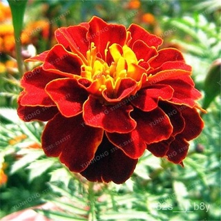 flower seeds Philippines Ready Stock Hibiscus Flower Seeds 100Pcsbag Yellow Orange Color Marigold Se #7