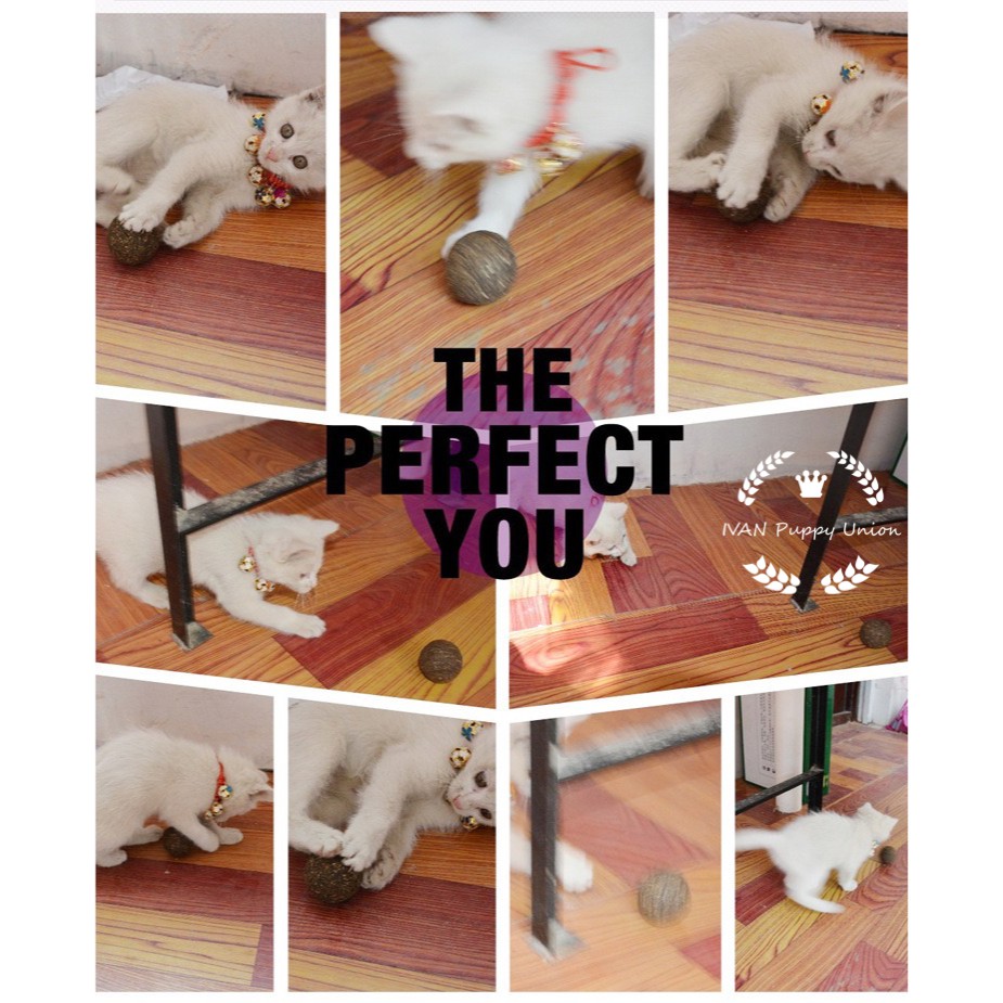 [Pet Shop]1Piece Cat Catnip Ball Toy Interactive Treats Toys for Cat #2