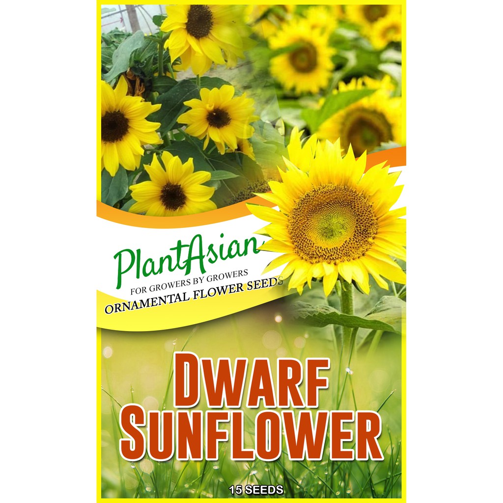 Dwarf Sunflower Seeds 