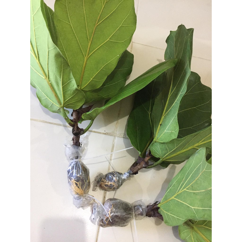 fiddle-leaf-fig-ficus-lyrata-cuttings-with-roots-marcotted-cuttings