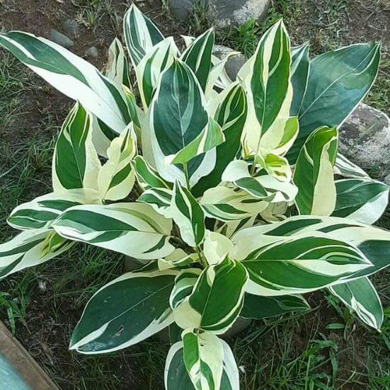 CALATHEA VARIEGATED "Maranta arundinacea Variegated" | Shopee Philippines