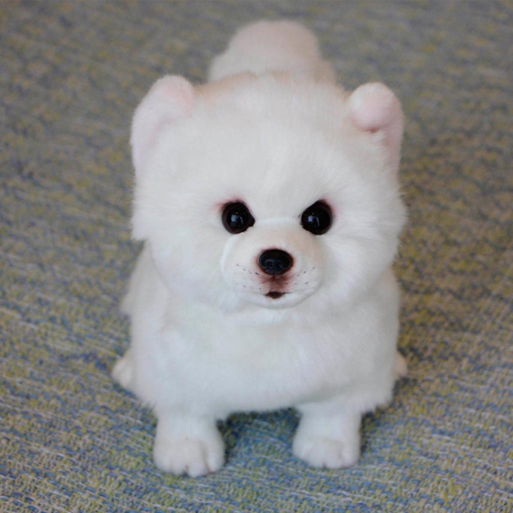 pomeranian in korean