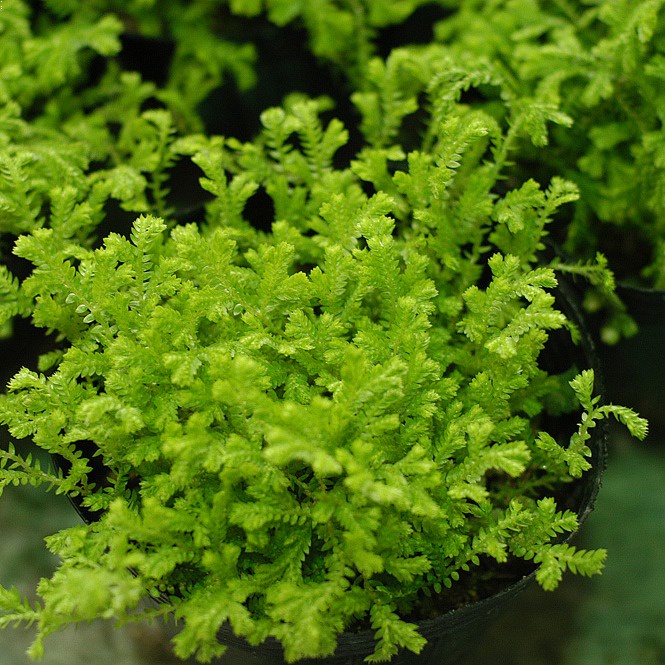 Online Shop Shopee Philippines