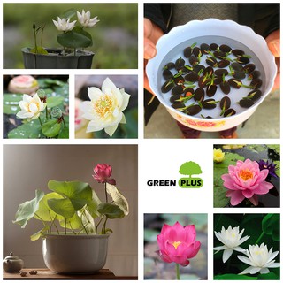 20Pcs Lotus Flower Seeds Rare 6 Kind Water Plant Bonsai Hydroponic Garden 