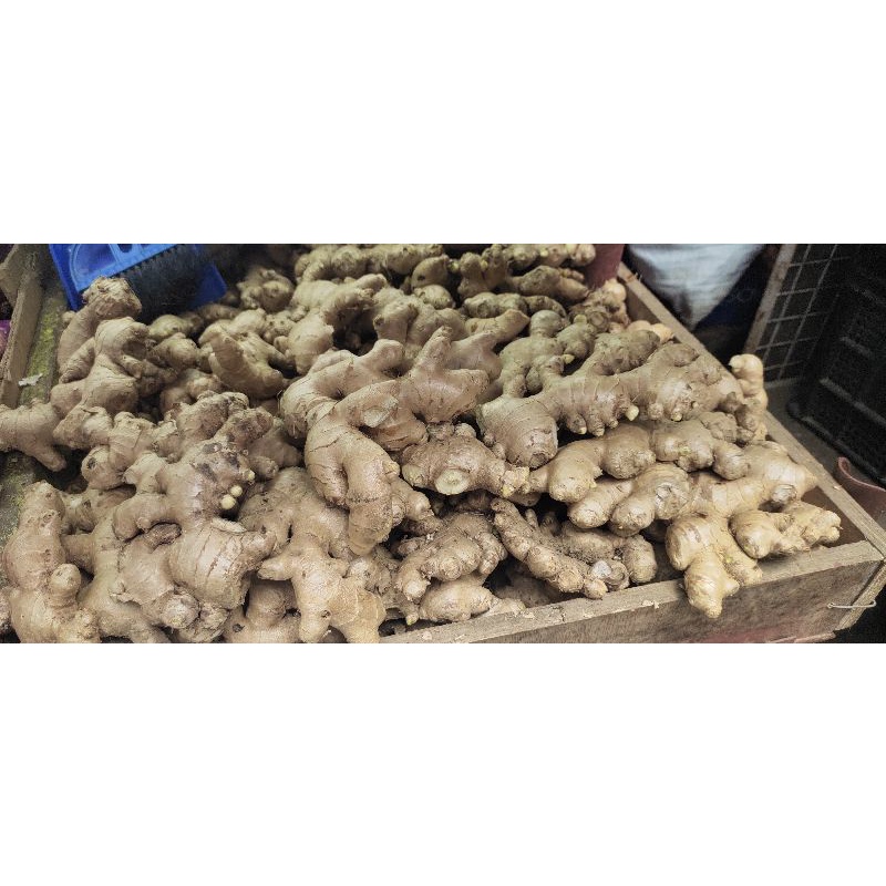 Fresh Ginger / Luya From Baguio City Shopee Philippines