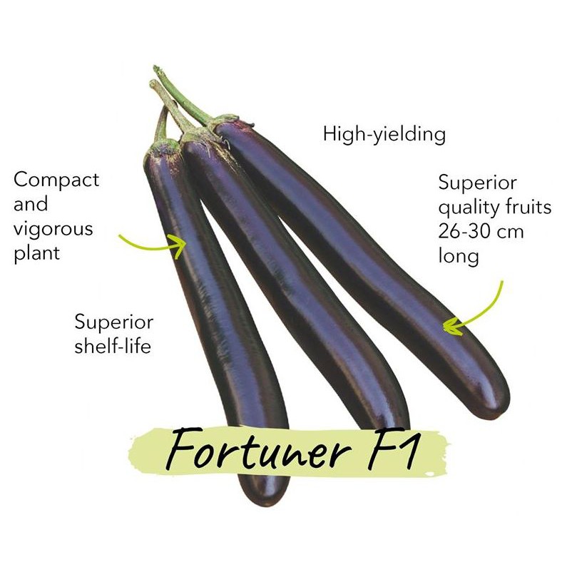 Eggplant Fortuner F1 Long Purple Shopee Philippines 7025