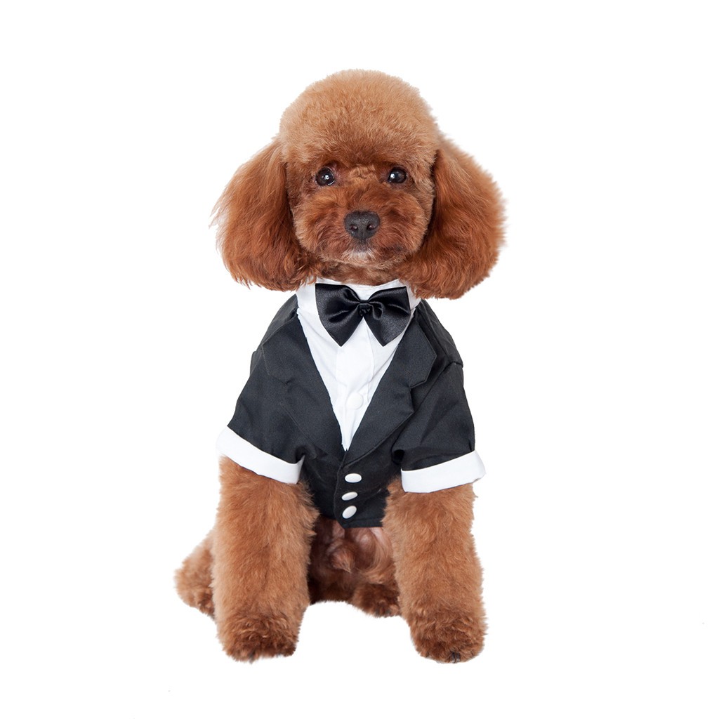 dog suit tie