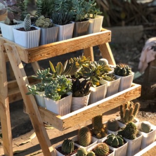 Wooden Plant Rack (Palochina) | Shopee Philippines