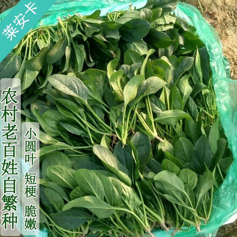 Farm Small Leaf Spinach Seeds Green Vegetable Planting Red Root Soil ...