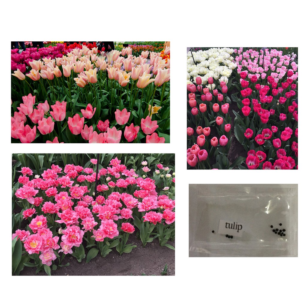 Tulip Flower Seeds Assorted Colors Shopee Philippines