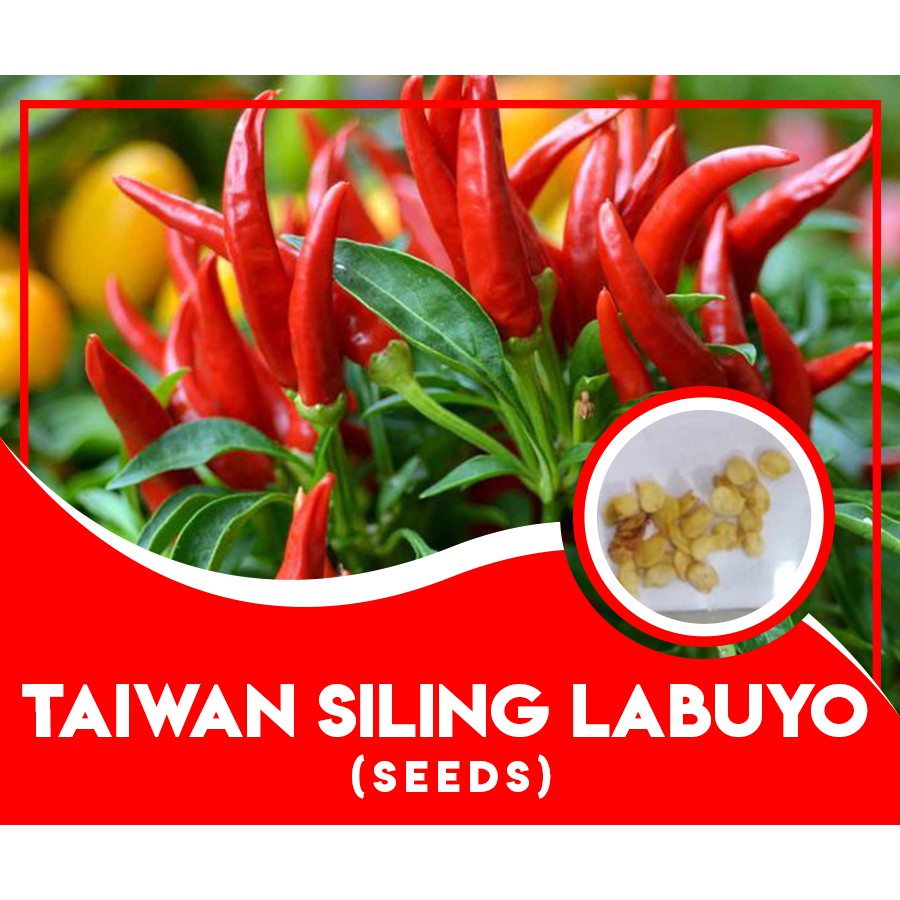 Siling Labuyo Seeds ( 25 seeds ) Shopee Philippines