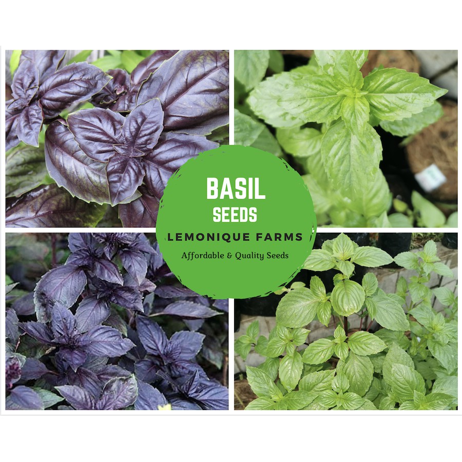 Purple Basil Thai Basil Genovese Basil Sweet Basil Mrs Burns