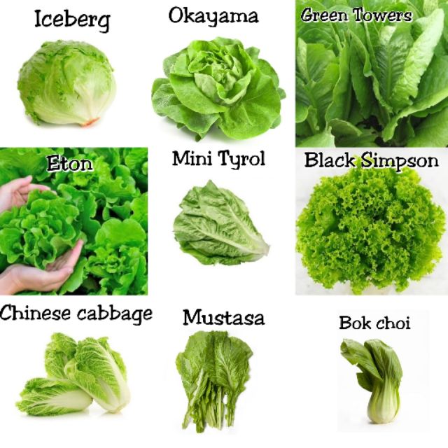 SALE!! 450 Seeds Mix Lettuce/Leafy Vegetables | Shopee Philippines