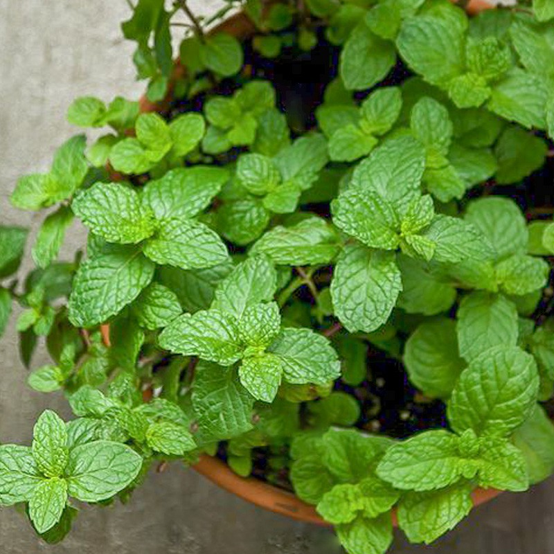 50Pcs Mint  Seeds Perennial Herb Plant  Seed for Garden Balcony Planting Easy to Plant Green Vegetab