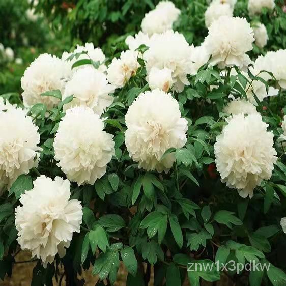 Ten Years Old Pile White Peony Old Pile Fengdan White Pure Shangqiu