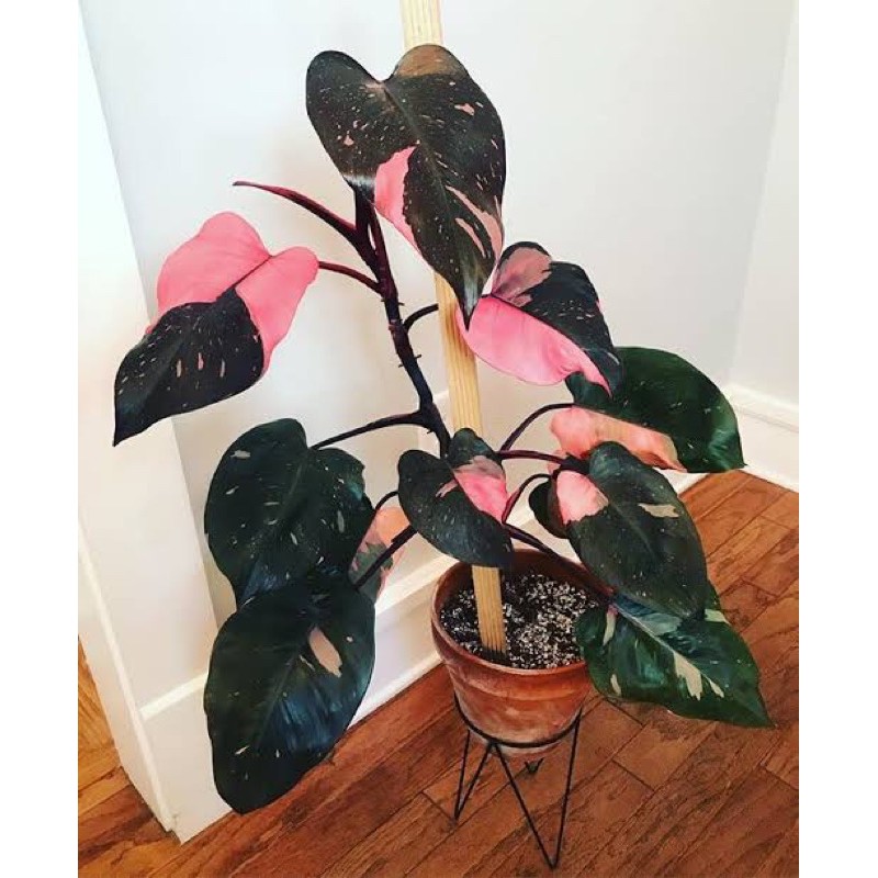 Pink Princess Philodendron Shopee Philippines