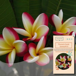 Yellow White with Red Edge Flower Kalachuchi Seeds and Plumeria Seeds - Variety#010