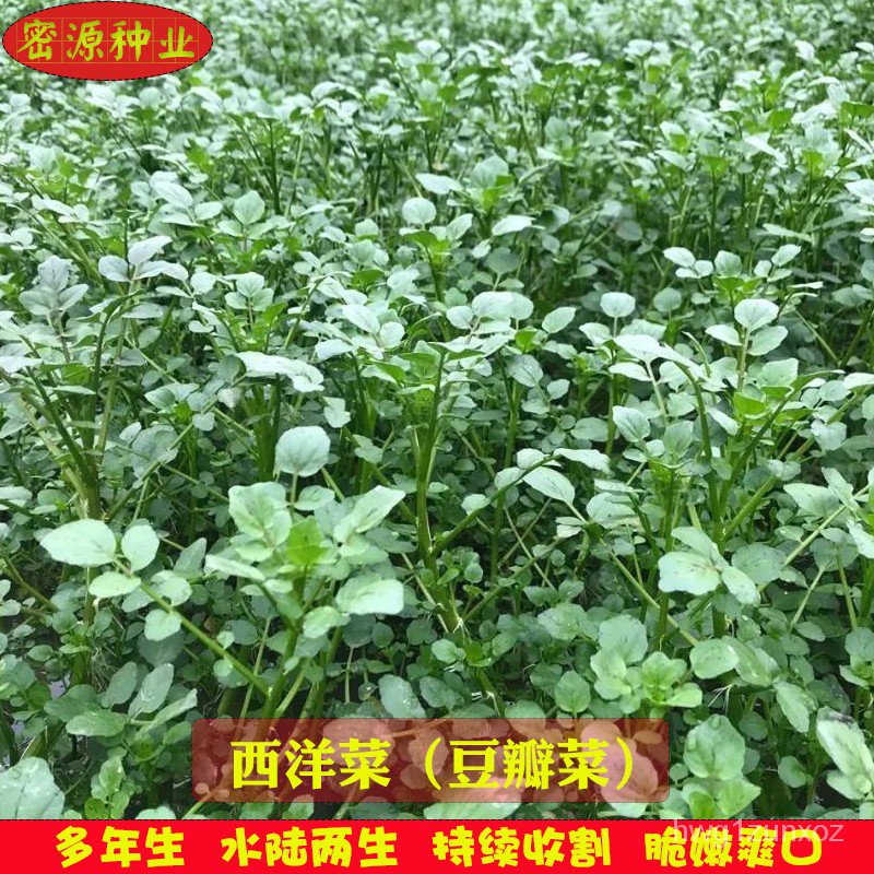 The Sai Yeung Choi Seeds Watercress ... | Shopee Philippines