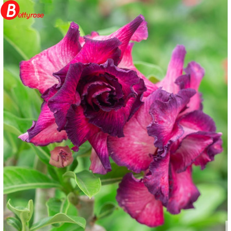 2pcs Desert Rose (Adenium obesum) Seeds