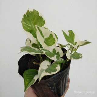 Mixed Seeds epipremnum aureum pearls and jade manjula njoy pothos trailing marble queen house aroid  #5