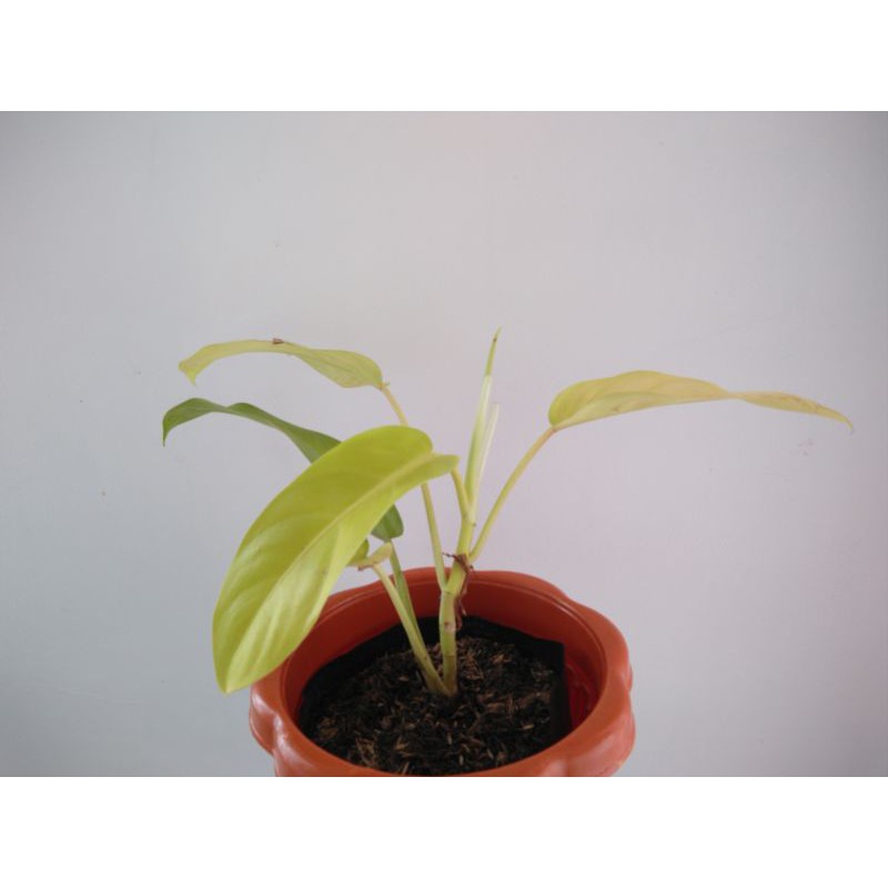 Philodendron Lemom Lime Golden Orlando Shopee Philippines