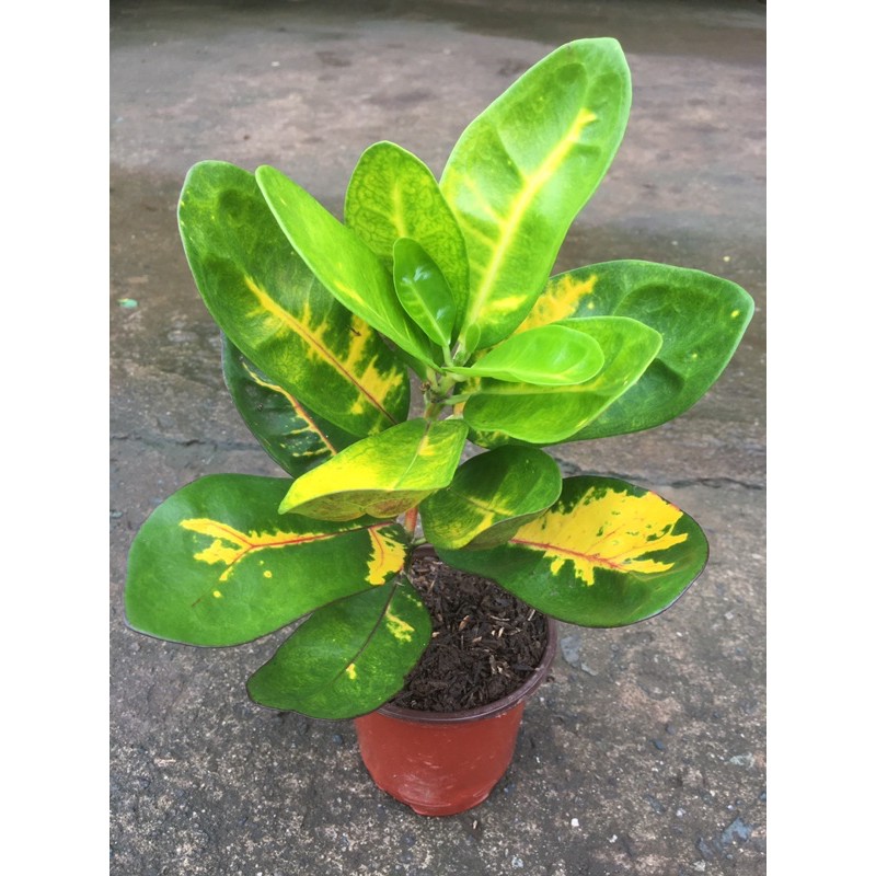 Croton with soil and pot Shopee Philippines