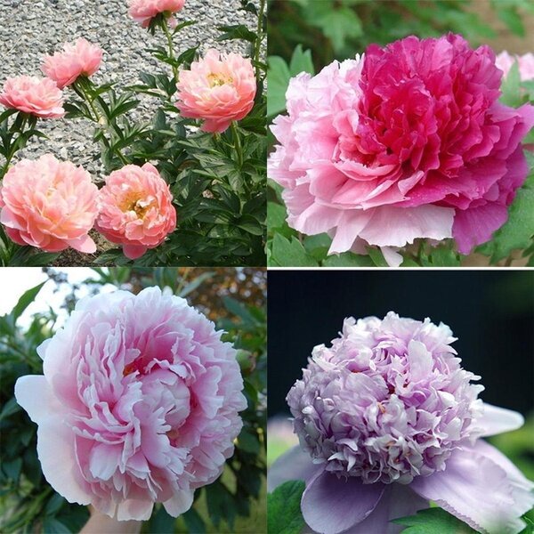 Philippines Ready Stock 20pcs Rare China Peony Flower Seeds Paeonia 