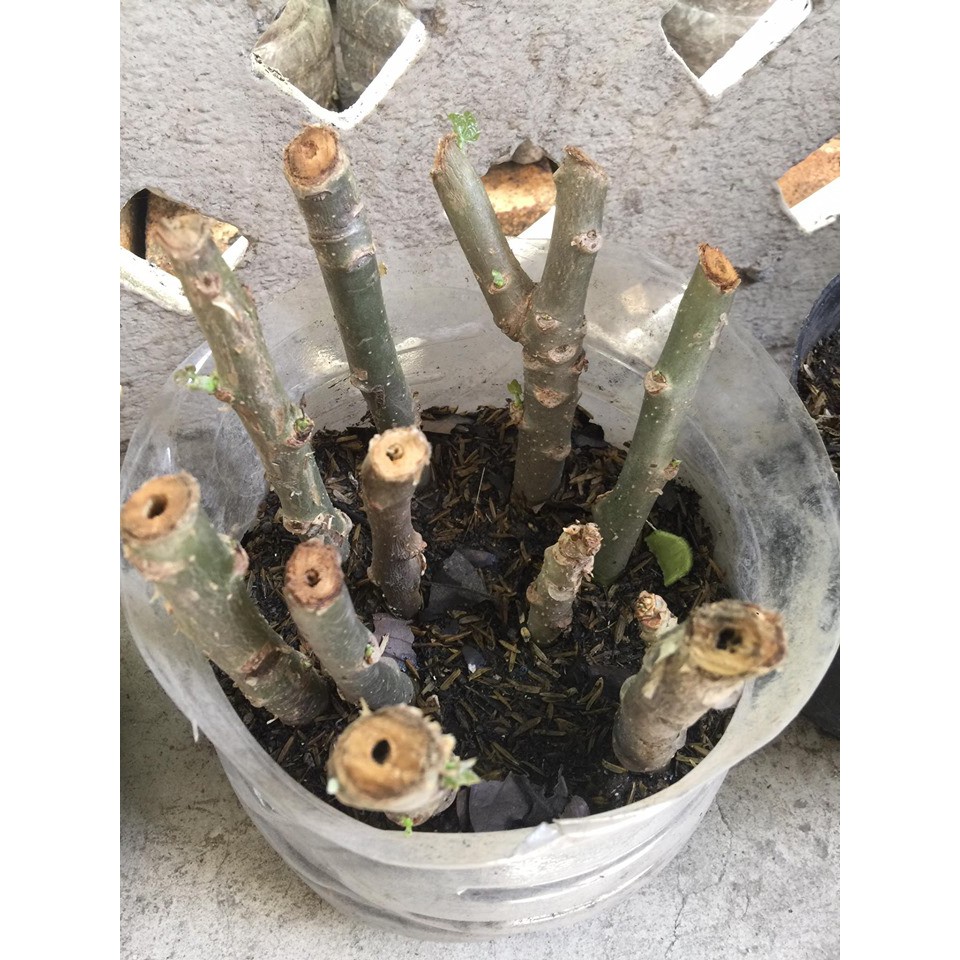 Tuba Tuba Jatropha Curcas Cuttings Shopee Philippines