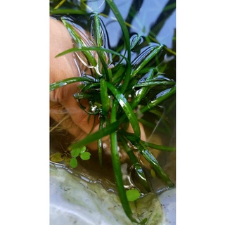 Aquarium live plant dwarf sagittaria, medusa, Ar Mini best for planted setup low tech aquatic plant #8