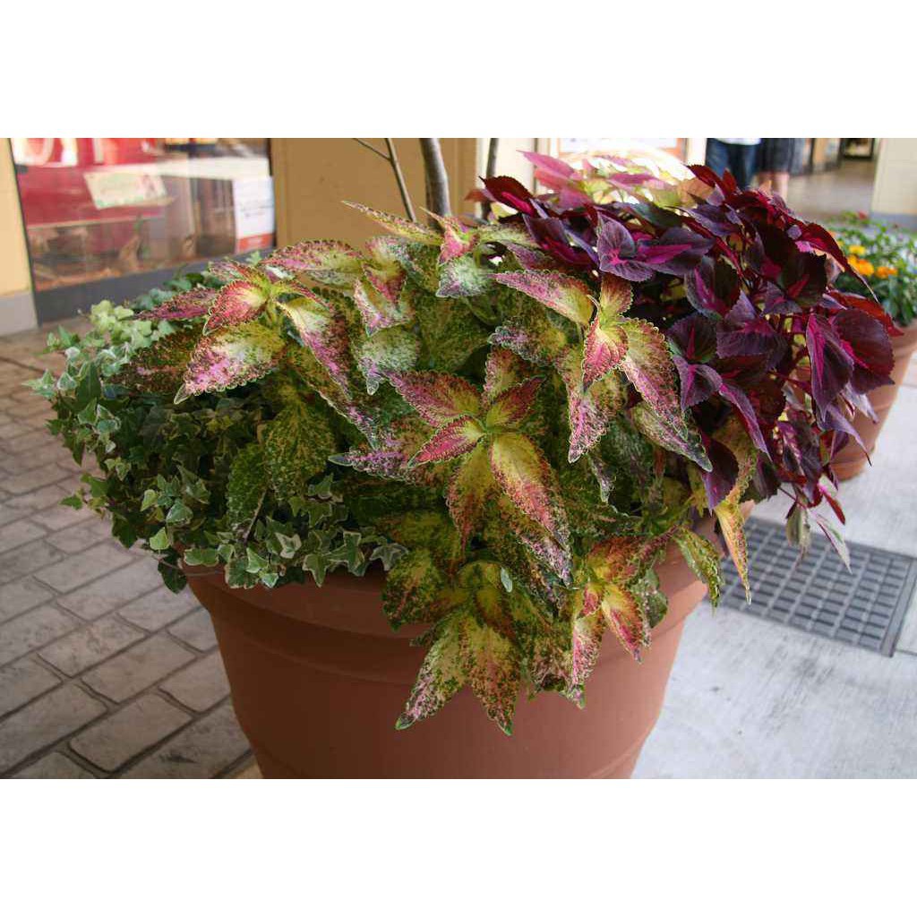 100 seedsplantseed/pack Coleus seeds bonsai flower seeds