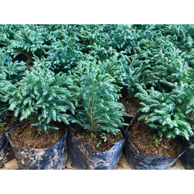 Blue Pine Tree Indoor Or Outdoor Plants Shopee Philippines