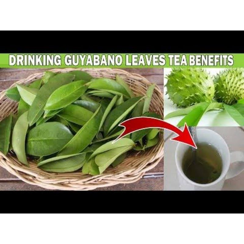 Guyabano Leaves Soursop Leaves Shopee Philippines