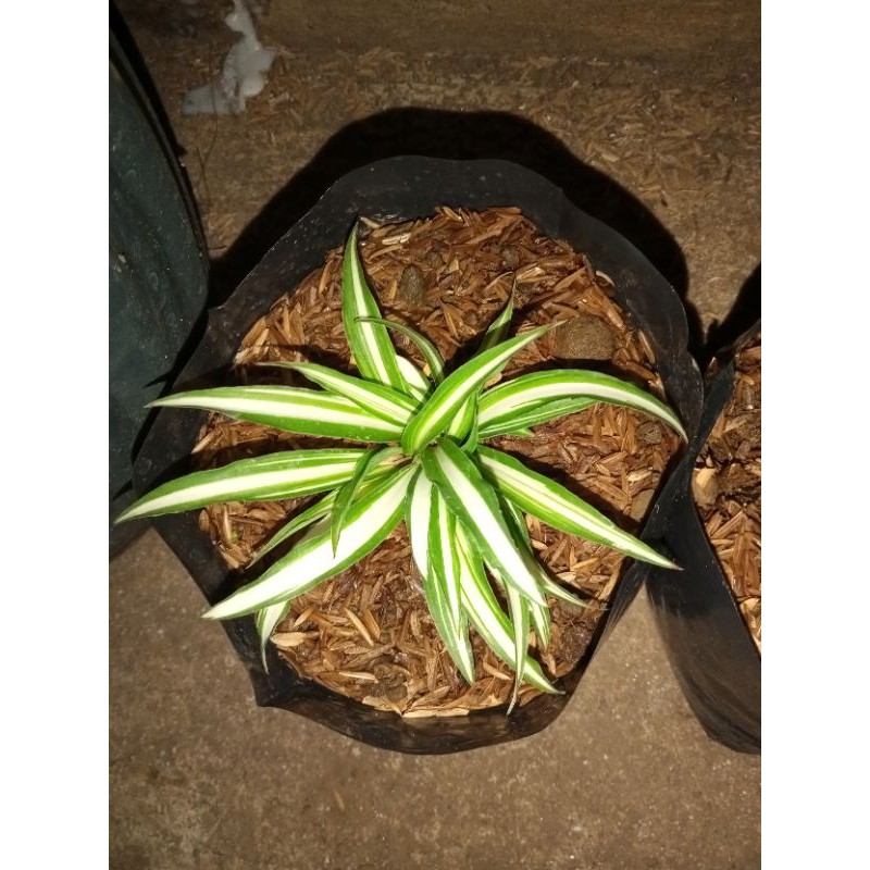 Live Spider plants for sale Shopee Philippines