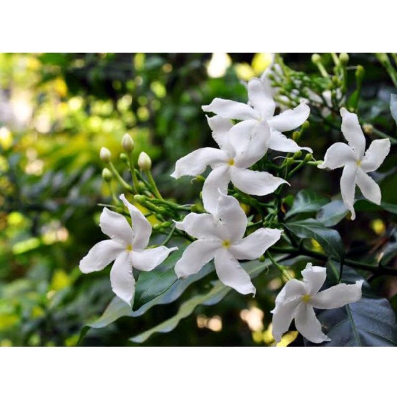 Pandakaki/Crape Jasmine Plant/Tabernaemontana Orientalis | Shopee ...