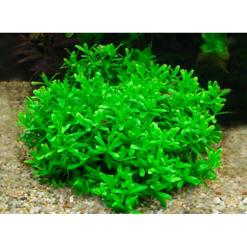 Hedyotis Salzmannii (15 stems cuttings) Low tech Aquatic plant | Shopee ...