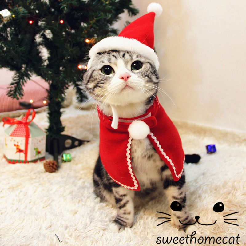 cat christmas clothes