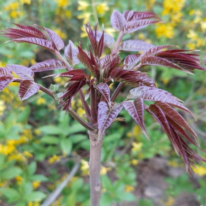 Toona Sinensis Seedling Tree Pot Field Cultivation Garden Edible Red