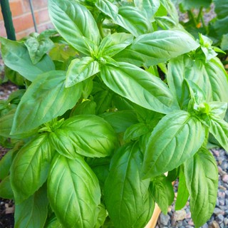 Basil Seeds - Sweet Basil Seeds (HERBS SEEDS) | Shopee Philippines