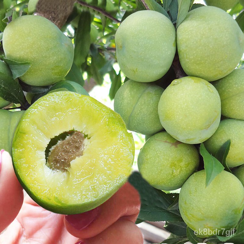 Sichuan Green and Crisp Plum Sapling Deboned li miao honey li zi miao