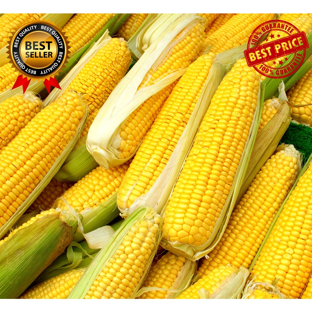 super-sweet-corn-seeds-50-60pcs-seeds-high-yield-easy-to-plant