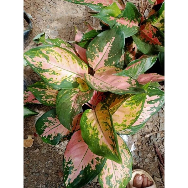 peach cochin aglaonema ( not sure the i.d) Shopee Philippines